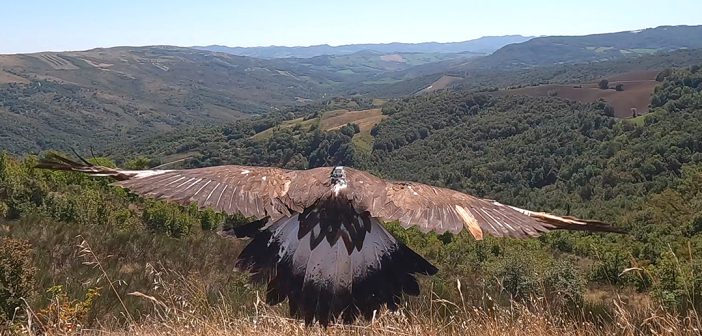 Dove curarono le aquile