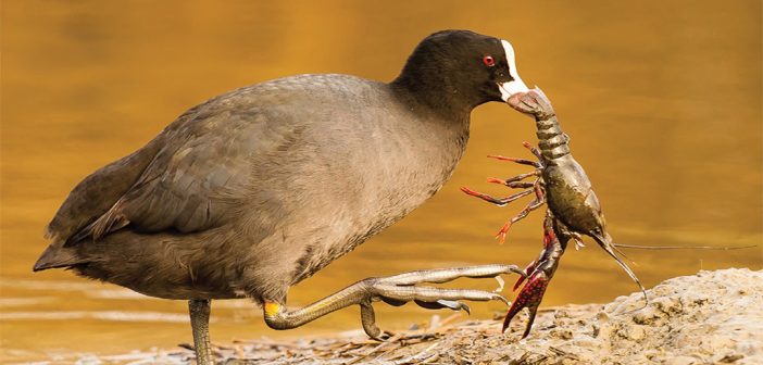 Il gambero della Luisiana da predatore a preda