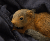 Come aiutare la fauna selvatica